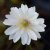 Anemone nemorosa Blue Eyes, Vitsippa, P9cm