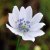 Anemone rivularis