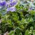 Buxus microphylla Faulkner, Buxbom