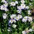 Aster incisus Blue Star