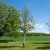 Betula albosinensis, Kopparbjörk