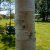 Betula albosinensis, Kopparbjörk