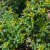 Ilex crenata Dark Green ®, Japansk Järnek
