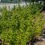 Ilex crenata Dark Green ®, Japansk Järnek