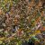 Physocarpus opulifolius Little Devil ® (Donna May), Djävulsbuske,Smällspirea