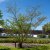 Prunus Accolade