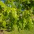 Quercus petraea Fk Agder