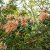 Rhododendron viscidifolium Viscy (Diandi), Rododendron, 30-40 C5