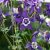 Aquilegia hybr. Spring Magic Blue & White