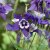 Aquilegia hybr. Spring Magic Blue & White