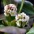 Bergenia hybr. Bressingham White