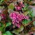 Bergenia cordifolia Eroica (Overture)