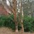 Betula albosinensis, Kopparbjörk