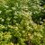 Ribes glandulosum