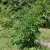 Chionanthus retusus