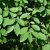 Chionanthus retusus