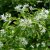 Chionanthus retusus