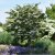 Cornus kousa Wieting´s Select