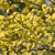 Cornus officinalis