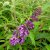 Buddleja davidii Ile de France, Syrenbuddleja, Fjärilsbuske, busk C3,5