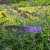 Buddleja davidii Nanho Blue, Syrenbuddleja, Fjärilsbuske, busk C3,5