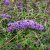 Buddleja davidii Nanho Blue, Syrenbuddleja, Fjärilsbuske, busk C3,5
