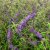 Buddleja davidii Nanho Blue, Syrenbuddleja, Fjärilsbuske, busk C3,5