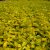 Cornus alba Neon Burst ® (Byboughen), Rysk Kornell, busk C3,5