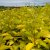 Cornus alba Neon Burst ® (Byboughen), Rysk Kornell, busk C3,5
