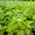 Cornus alba Neon Burst ® (Byboughen), Rysk Kornell, busk C3,5