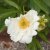 Paeonia lactiflora Krinkled White