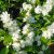 Philadelphus x viriginalis Minnesota Snowflake, Kameliaschersmin, C5