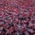 Physocarpus opulifolius All Black ® (Minall2), Smällspirea