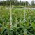 Veronicastrum virginicum Diana