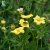 Dasiphora fruticosa Fridhem E, Ölandstok, busk C3,5
