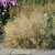 Deschampsia cespitosa Goldtau