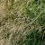 Deschampsia cespitosa Goldtau