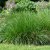 Deschampsia cespitosa Goldtau