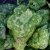 Dysosma (Podophyllum) Spotty Dotty, Sköldfotblad, P9cm