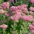 Hylotelephium spectabile Brilliant