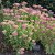 Hylotelephium spectabile Brilliant