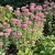 Hylotelephium spectabile Brilliant