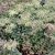 Hylotelephium telephium subsp. ruprechtii Hab Gray