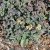 Hylotelephium telephium subsp. ruprechtii Hab Gray