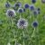 Echinops bannaticus