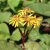Ligularia dentata Desdemona, Klippstånds