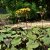 Ligularia dentata Desdemona, Klippstånds