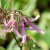 Campanula hybr. Pink Octopus ®, Blåklocka, P9cm