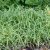 Carex Silver Sceptre