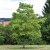 Catalpa bignonioides